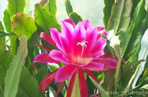 令箭荷花如何剪才能开花(图)