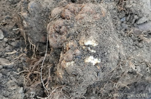 月季发现根部有瘤样的东西是根瘤病吗？用啥药？土壤要消毒吗？