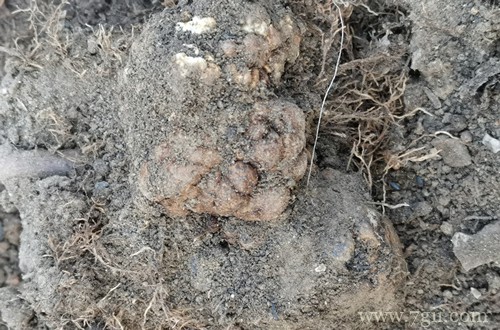 月季发现根部有瘤样的东西是根瘤病吗？用啥药？土壤要消毒吗？