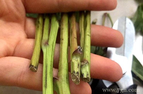 买回来的鲜花该如何处理,才可以让花期最大限度延长!