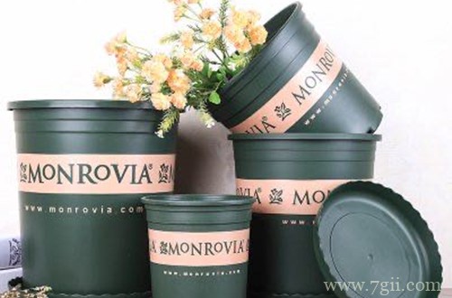 刚买回家的植物，活不过三天就枯萎了，你不得不知晓的原因！