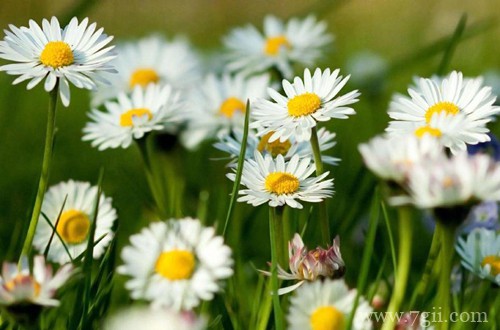 刚买回家的植物，活不过三天就枯萎了，你不得不知晓的原因！