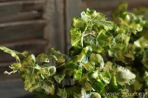 日本常春藤怎么养 众所周知的烂大街货，也可以拥有高级的姿态