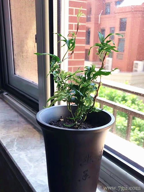 日本常春藤怎么养 众所周知的烂大街货，也可以拥有高级的姿态