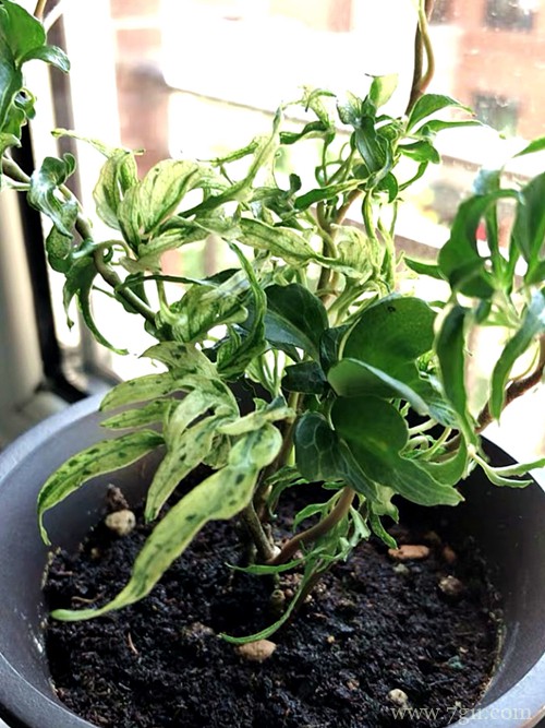 日本常春藤怎么养 众所周知的烂大街货，也可以拥有高级的姿态