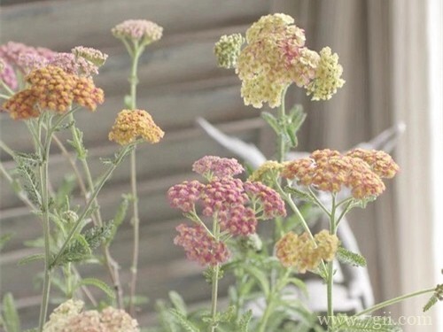 传说中的不死神草蓍草是什么植物？蓍草怎么种植？