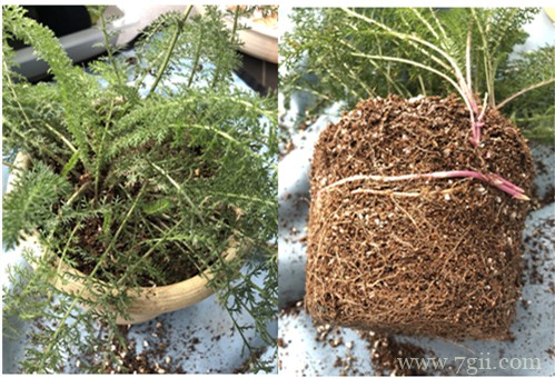 传说中的不死神草蓍草是什么植物？蓍草怎么种植？