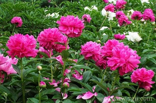 如何养护才能够让芍药花多开花且更加美丽呢？