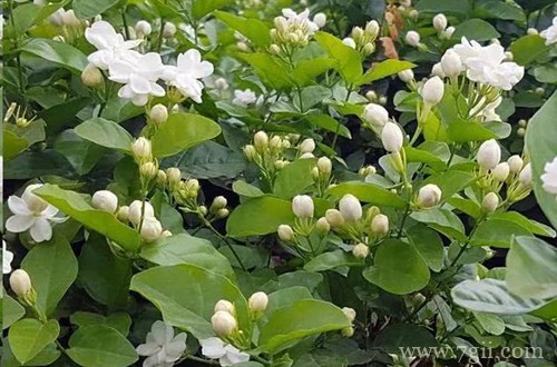 茉莉花花苞没开就枯萎了怎么办 什么原因