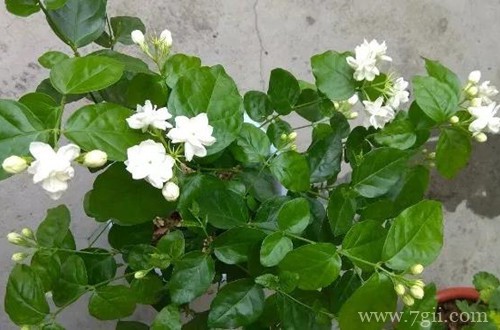 茉莉花花苞没开就枯萎了怎么办 什么原因