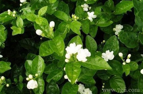 茉莉花花苞没开就枯萎了怎么办 什么原因