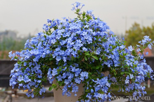 蓝雪花花苞变黑怎么办？怎么处理？