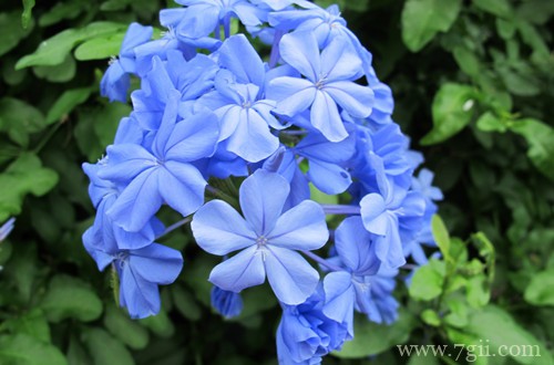 蓝雪花花苞变黑怎么办？怎么处理？