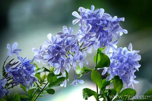 蓝雪花花苞变黑怎么办？怎么处理？