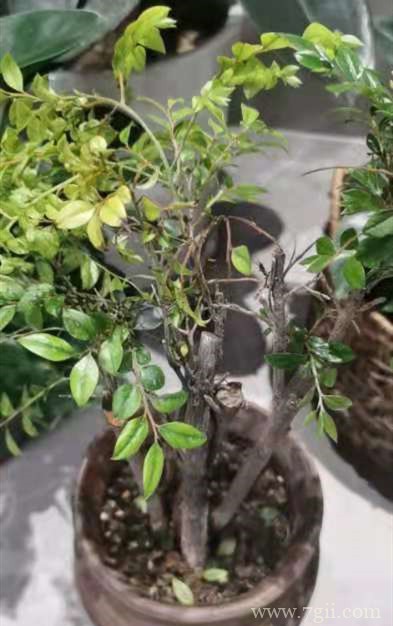 小叶紫檀叶子发黑干枯是怎么了呀？怎么救？