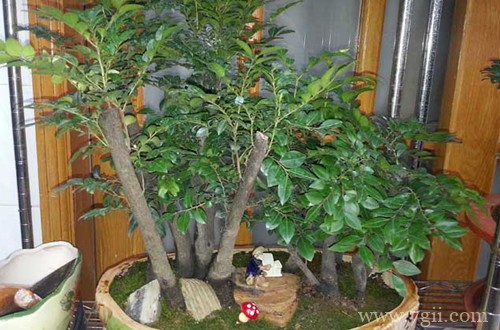 小叶紫檀叶子发黑干枯是怎么了呀？怎么救？