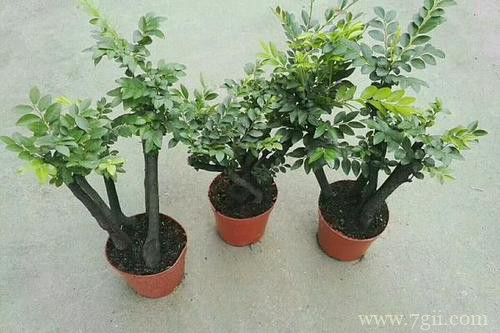 小叶紫檀叶子发黑干枯是怎么了呀？怎么救？