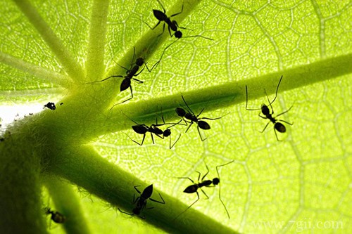 花盆中有蚂蚁怎么办?可以试用这些方法!