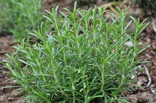 花盆中有蚂蚁怎么办?可以试用这些方法!