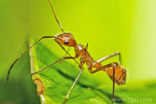 花盆中有蚂蚁怎么办?可以试用这些方法!