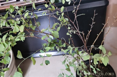 绣线菊半死不活的,叶子发黄快掉完了,怎么救?