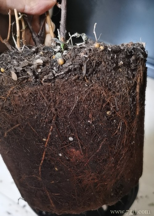 绣线菊半死不活的,叶子发黄快掉完了,怎么救?