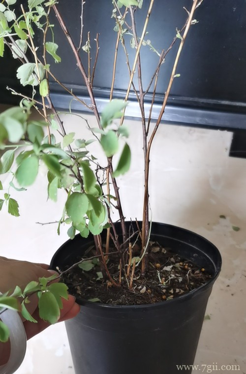 绣线菊半死不活的,叶子发黄快掉完了,怎么救?