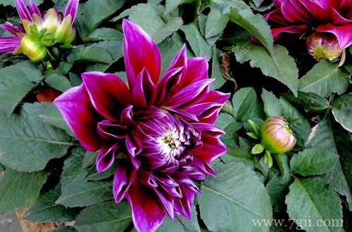 大丽菊叶子发黑是什么原因？怎么处理好呢？