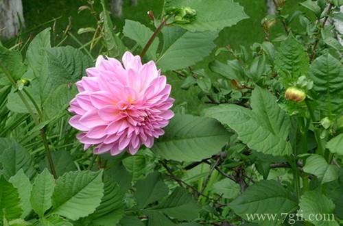 大丽菊叶子发黑是什么原因？怎么处理好呢？