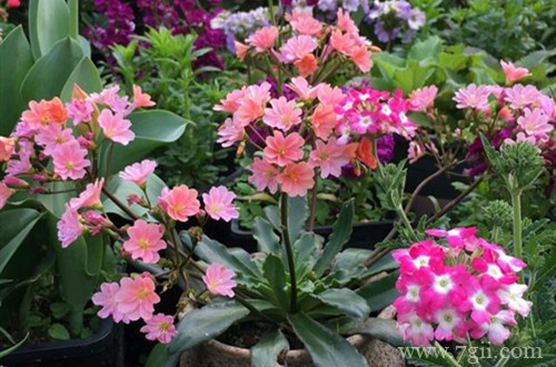 露薇花要怎么种植？要怎么繁殖？