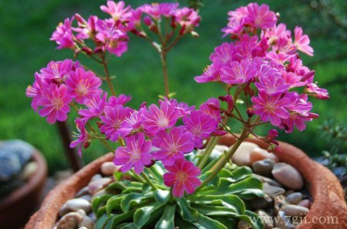 露薇花要怎么种植？要怎么繁殖？