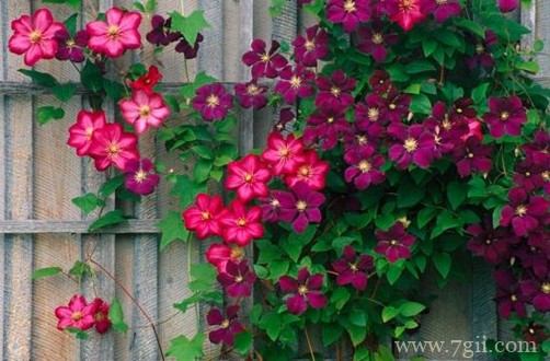 铁线莲叶子发黑是什么原因？怎么救？