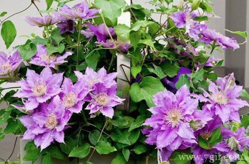 铁线莲叶子发黑是什么原因？怎么救？