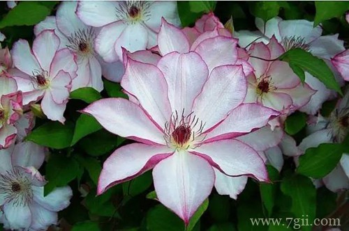 铁线莲叶子发黑是什么原因？怎么救？