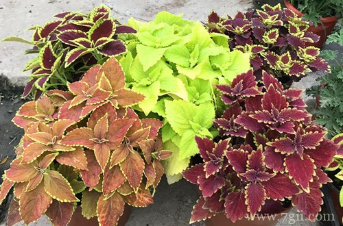 彩叶草为啥缓苗难？刚买的彩叶草要怎么养护？