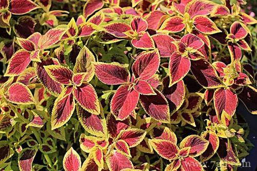 彩叶草为啥缓苗难？刚买的彩叶草要怎么养护？