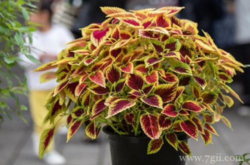 彩叶草为啥缓苗难？刚买的彩叶草要怎么养护？