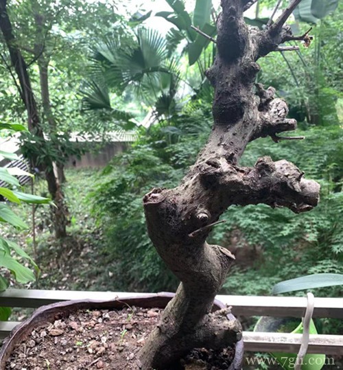 梅花叶子发黄掉落后变光桩，不知道是死是活，还能救吗？