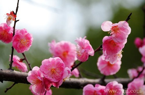 梅花叶子发黄掉落后变光桩，不知道是死是活，还能救吗？