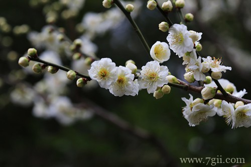 梅花叶子发黄掉落后变光桩，不知道是死是活，还能救吗？