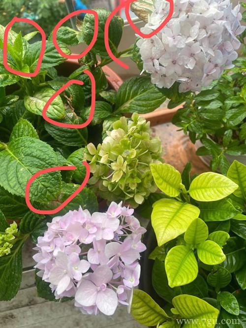 绣球开花正常，但为啥叶子总是干锈的？