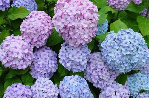 绣球开花正常，但为啥叶子总是干锈的？