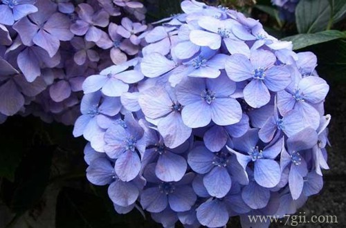 绣球开花正常，但为啥叶子总是干锈的？