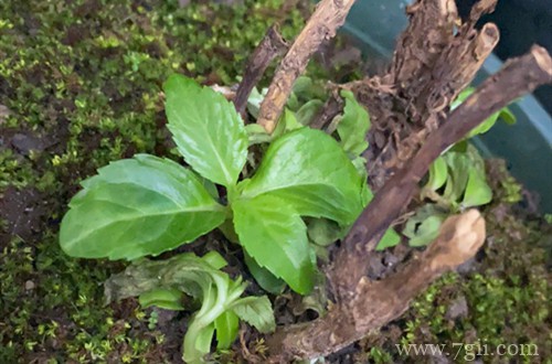 刚种下的绣球花好不容易长出新芽,可是快死了怎么办?