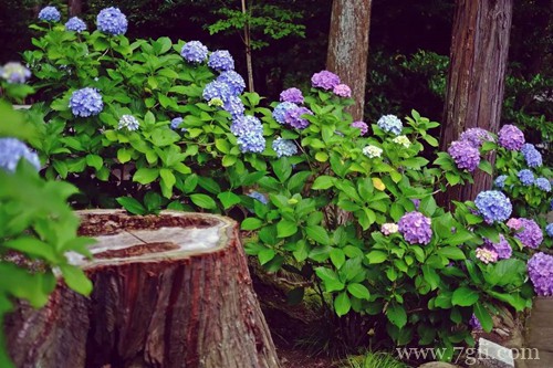 刚种下的绣球花好不容易长出新芽,可是快死了怎么办?