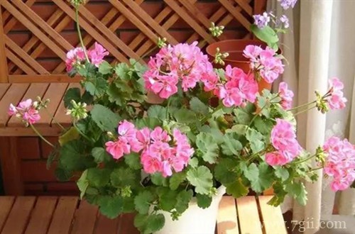 天竺葵叶子为什么卷曲？怎么救？