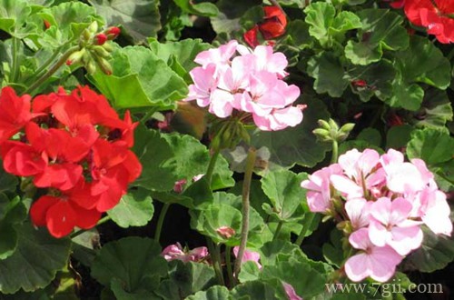 天竺葵叶子为什么卷曲？怎么救？