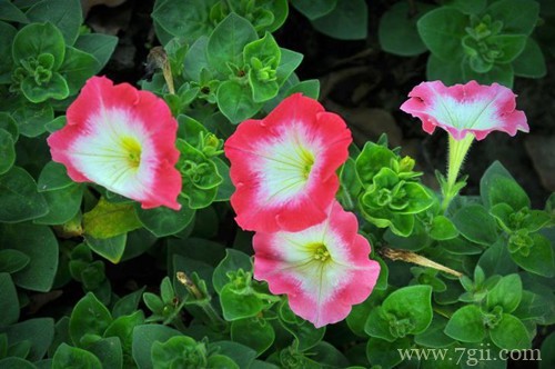 矮牵牛叶子变蔫后还能活吗？怎么救？