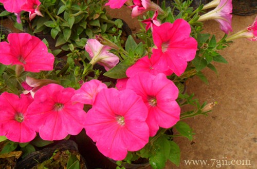 矮牵牛叶子变蔫后还能活吗？怎么救？