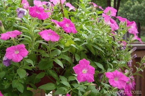 矮牵牛叶子变蔫后还能活吗？怎么救？